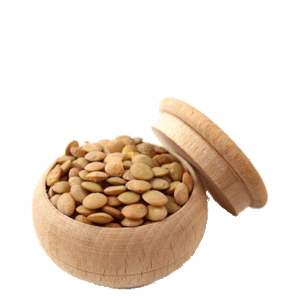 العدس